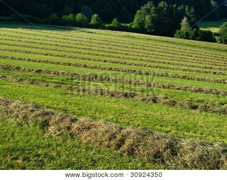 Hö windrows i fältet