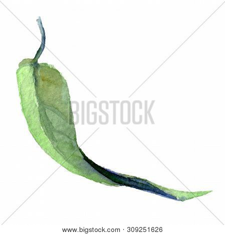 Eucaliptus Green Leaf Botanical Flower. Watercolor Background Set. Isolated Eucaliptus Illustration 