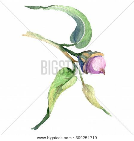 Eucaliptus Floral Botanical Flower. Watercolor Background Illustration Set. Isolated Eucaliptus Illu