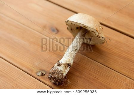 nature, environment and edible mushrooms concept - brown cap boletus on wooden background