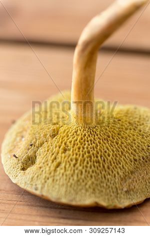 nature and environment concept - close up of suillus bovinus mushroom