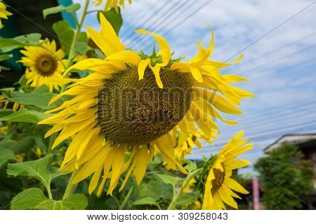 Yellow Sun Flower Blue Sky With Cloud Background