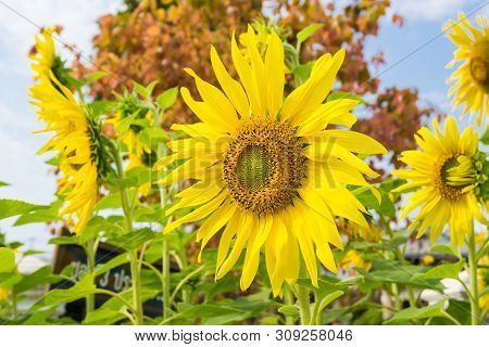 Yellow Sun Flower Blue Sky With Cloud Background