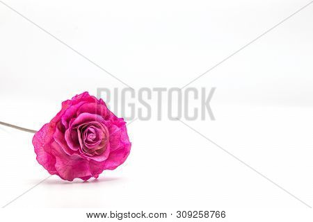 Dried Pink Rose Flower Isolate  On White Background.