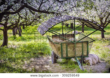 Sheep Sleep On A Beautiful Spring Morning.