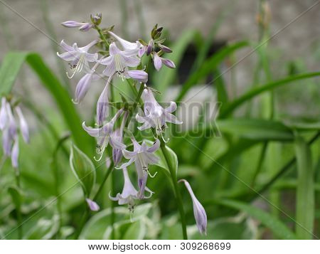 Flowers Fragrant Plantain Lily Or Hosta Plantaginea