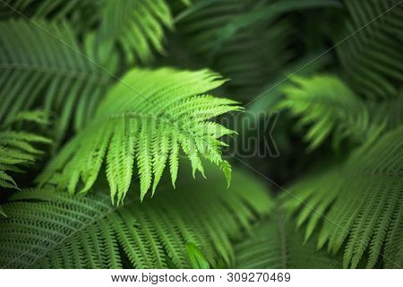 beautiful brught green fern background