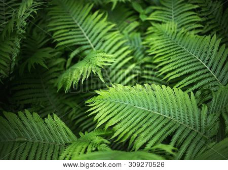 beautiful brught green fern background