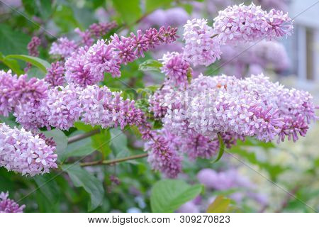 Lilac Shrub Flowers Blooming In Spring Garden. Common Lilac Syringa Vulgaris Bush. Close-up With Sof