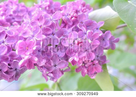 Lilac Shrub Flowers Blooming In Spring Garden. Common Lilac Syringa Vulgaris Bush. Close-up With Sof