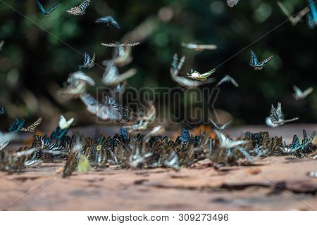 Selective Focus Butterflies On The Ground And Flying In Nature Background.