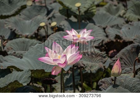 Beautiful Pink Waterlily Or Lotus Flower.also  Including Name Indian Lotus,sacred Lotus,bean Of Indi