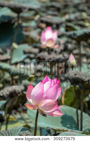 Beautiful Pink Waterlily Or Lotus Flower.also  Including Name Indian Lotus,sacred Lotus,bean Of Indi