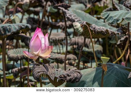 Beautiful Pink Waterlily Or Lotus Flower.also  Including Name Indian Lotus,sacred Lotus,bean Of Indi
