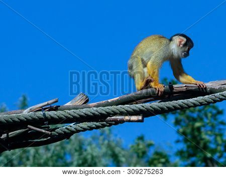 Cute little squirrel monkey crawling on a rope