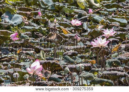 Beautiful Pink Waterlily Or Lotus Flower.also  Including Name Indian Lotus,sacred Lotus,bean Of Indi