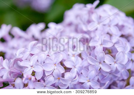 Lilac Shrub Flowers Blooming In Spring Garden. Common Lilac Syringa Vulgaris Bush. Close-up With Sof