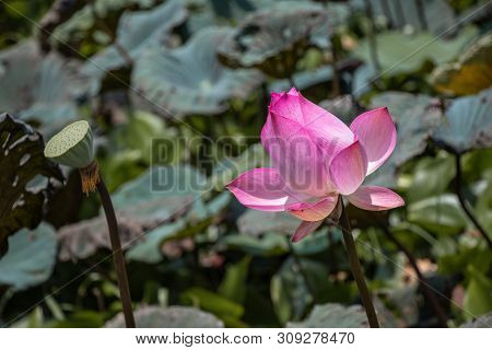 Beautiful Pink Waterlily Or Lotus Flower.also  Including Name Indian Lotus,sacred Lotus,bean Of Indi