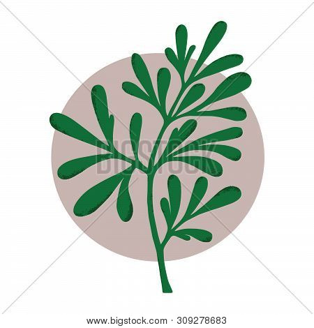 Medicinal Plant. (ruta Graveolens. Botanical Vector Illustration. Can Be Used For Cards, Invitations