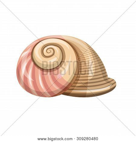 Vector Design Of Seashell And Mollusk Icon. Collection Of Seashell And Seafood Vector Icon For Stock