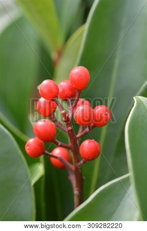 Skimmia Passion - Latin Name - Skimmia Japonica Passion