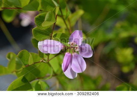 Kirilows Indigo - Latin Name - Indigofera Kirilowii