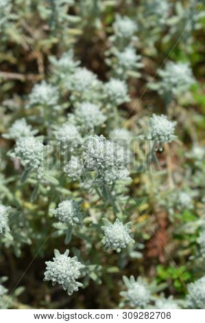 Poley Germander - Latin Name - Teucrium Polium