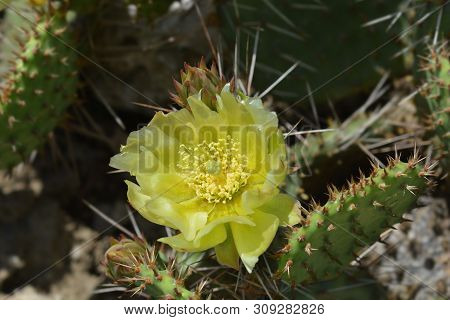 Barbary Fig Yellow Flower - Latin Name - Opuntia Monacantha (opuntia Vulgaris)