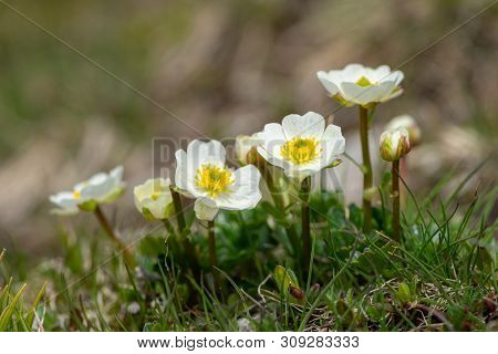 Closeup Of An Alpine Ranunculus (ranunculus Alpestris, Ranunculaceae) In The Austrian Alps
