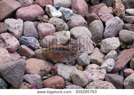 Camouflage. A Small Mouse (apodemus Agrarius) Among Stones, Difficult To See On Their Background.