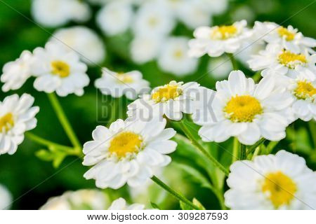 White And Yellow Flowers Of Feverfew Pyrethrum Or Tanacetum Corymbosum Or Chrysanthemum Parthenium C