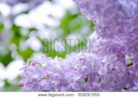 Lilac Shrub Flowers Blooming In Spring Garden. Common Lilac Syringa Vulgaris Bush. Close-up With Sof