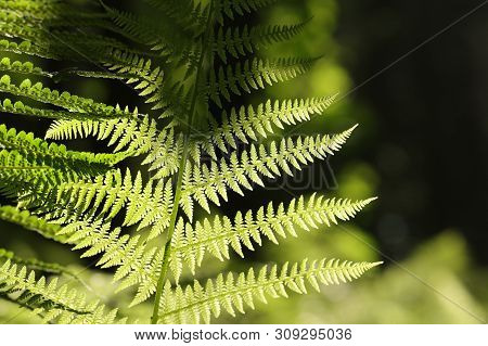Close up of Fern in forest Nature background Fern leaf in forest Nature background Fresh Fern leaf in sun Foliage sping woods Nature background Green fern in Natural environment in forest. Fern grow in outdoors Nature background Macro of spring fern leaf.