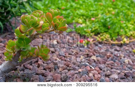 Close Up Of Portulacaria Afra Plant On Volcanic Stones Background. Exotic Floral Background With Cop