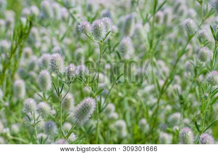 Weed Eringium Field On A Meadow In Summer Close Up
