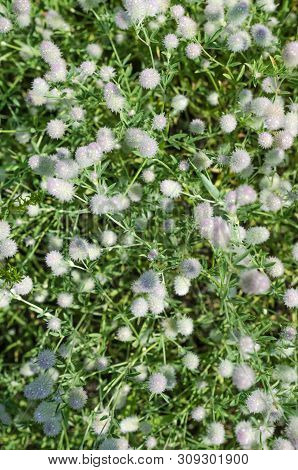 Weed Eringium Field On A Meadow In Summer Close Up