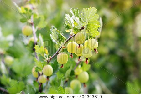Agrus In The Garden. Gooseberry Berries In The Garden