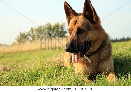 german shepherd dog