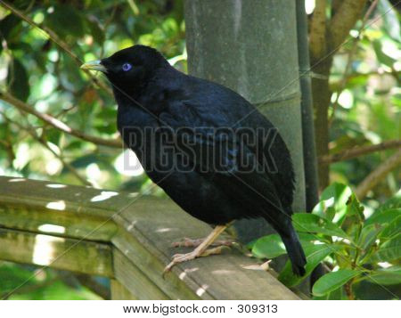 Satin_bowerbird