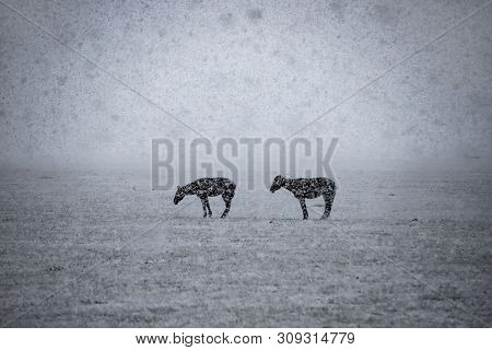 Horses In The Snow-covered Mountain Pasture Under Falling Snow. Kyrgyzstan Travel.