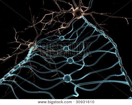 신경 Oligodendrocytes