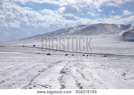 Horses Grazing On A Snowy Pasture Against The Backdrop Of Hills And A Blue Sky With Clouds. Son-kul 