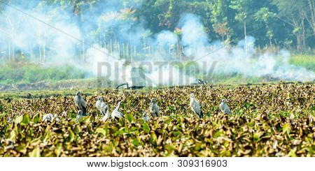 Indian Black Ibis Water Bird, Spotted In A Pond Filled With Water Hyacinth, Struggling To Survive Fr