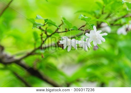 Soft Out Of Focus Wrightia Religiosa Flower On Tree. Bloom Little White Flora On Nature Background. 