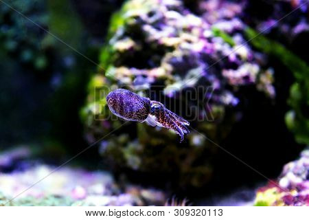European Common Cuttle Fish - (sepia Officinalis)