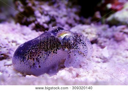 European Common Cuttle Fish - (sepia Officinalis)