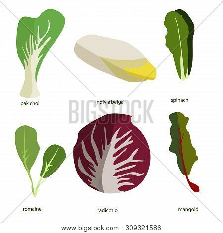 Collection Of Green Plants. Bundle Of Tasty Vegetables And Salad Leaves Isolated On White Background