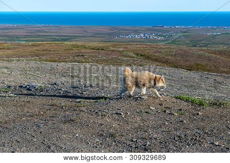 Red An Alaskan Husky On Anvil Mountain In Nome Alaska.