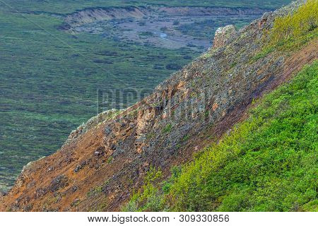 Two Dall Sheep High Upon A Mountain Slope In Denali National Park In Alaska.