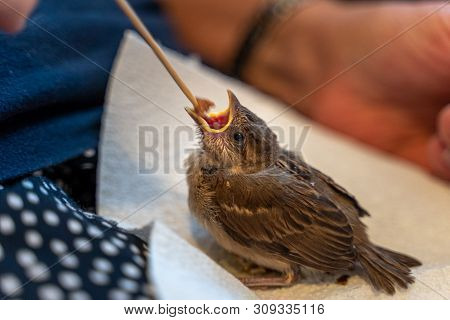 Injured Little Sparrow Is Fed By Hand By An Old Woman
